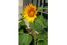 Archeologists believe that the sunflower was first domesticated around 3000 B.C.