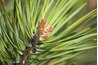 Fast-growing white pine trees are ideal as commercial Christmas trees.