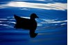Circles ripple around the duck