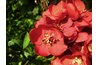 Dwarf crabapples are good choices for planting near septic systems.