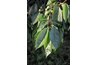 Cherry leaves have fine-toothed edges.
