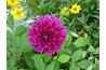 Dahlia's are beautiful flowers that mean dignity.