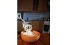 Meat extruding from hand grinder