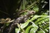 A gecko lizard