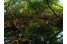 Diverse species live in mangrove forests.