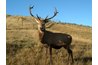 Allergies to venison are rare.