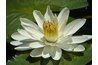 White water lily