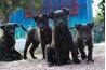 Puppies learn their first ABC's in manners in puppy classes.