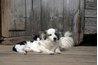 Use vinegar to keep pet odors under control.