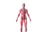 With radiculopathy, pain doesn't not always occur in the same place,