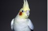 Cockatiels can be blue, yellow, or white.