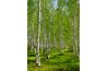 Birch grove in spring.