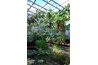 Greenhouses with high humidity and trellis supports are ideal.