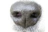 Healthy dog nose
