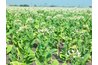 Field grown tobacco