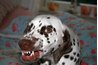 Dogs in a heat cycle can be irritable.