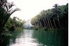 Brazil trees typically grow along the Amazon River.