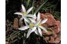 The swamp lily is also called the string lily.