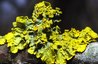 Foliose lichens are leafy in appearance.