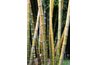 Almost all parts of the bamboo plants can be used