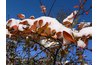 Deciduous barberry foliage often holds on until early winter.