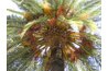 True date palms produce the sweet, tasty fruit loved worldwide.