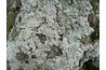Crustose lichens are the most common form of lichen.