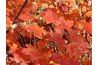Trident maples provide vibrant fall colors.