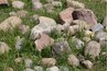 Fieldstones are found in the field after a winter snow.