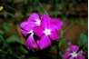 Do not use flowering vinca stems.