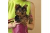 Visit Petfinder.org and enter Yorkshire Terrier into the search engine to find Yorkies in your area.