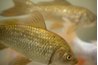 Overcrowding encourages disease in fish.