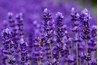 Lavender's fragrance and color draw bees near.