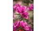 The brightly colored "flowers" are actually adapted leaves called bracts.
