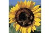 Sunflowers offer accessible nectar and pollen.