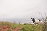 Goats can be raised with cows.