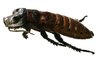 The Madagascar hissing cockroach has a thick exoskeleton and segmented body.