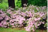 Nibbling on azalea and rhododenreon bushes can be fatal to a cat.