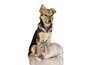 It's not hard to acclimate a resident cat to a new puppy.
