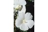 Rose mallow flowers are as big as a dinner plate.
