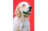 The first sire of a litter of golden puppies was called Nous.