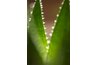The aloe vera plant is known for its medicinal qualities.