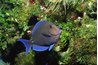 Many marine herbivores will require supplemental feedings of herbivorous foods.