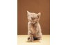 Younger cats will have a better chance of getting along.