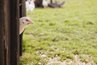 A good chicken coop protects chickens at night from predators.