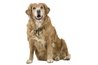 The golden retriever is one of America's best loved breeds.