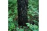 The scaly ridges on blackjack oak trees have a smooth, shiny texture.