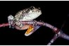 The mottled skin of gray treefrogs help them blend in against bark.