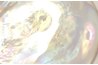 Seashell interiors give off a polished iridescent lighting effect.