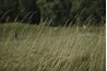 Reed canarygrass, related to ribbon grass, is livestock forage.